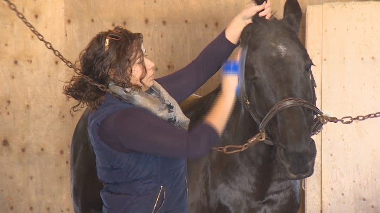 Mother of invention: UNB student has new system to predict horse's due date