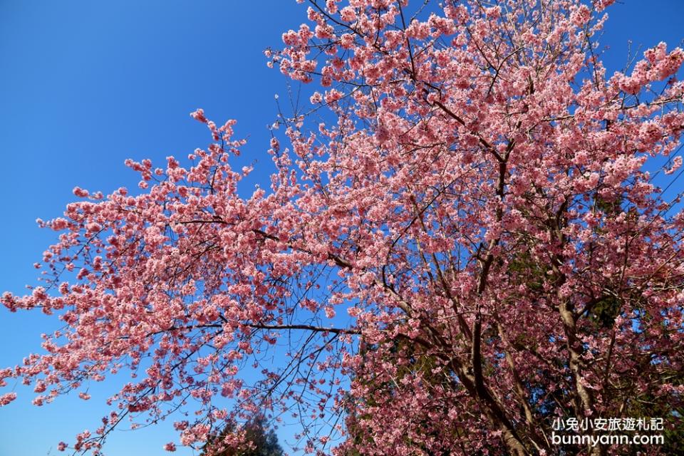 拉拉山恩愛農場櫻花季