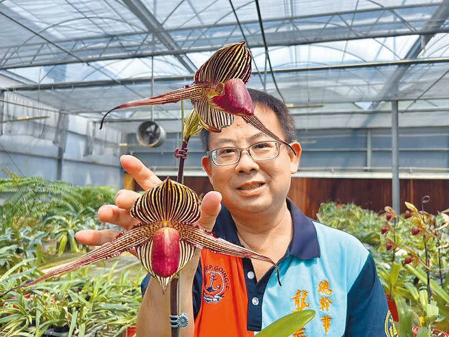 第26屆「台灣蘭花節」將於4月3日登場，預計有1500盆蘭花參賽，蘭花節召集人龔泰文更分享上萼片長達7.6公分的仙履蘭。（謝佳潾攝）