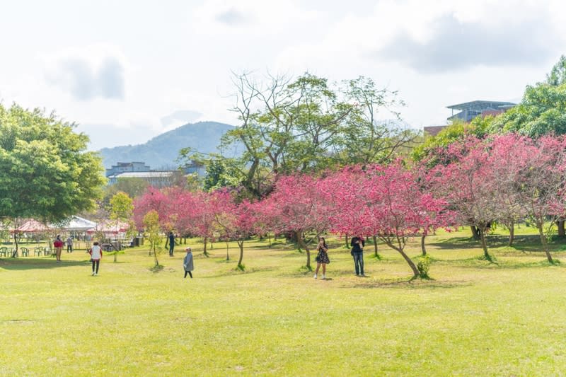 暨大櫻花季2/7登場 暨南國際大學「2024暨大櫻花季」7日將登場，今年 活動結合櫻花、茶道及音樂等各式豐富元素，也首度 嘗試開放夜間賞櫻，校方2日指出，預計春節期間將 迎來盛開，歡迎民眾走訪。 （暨南大學提供） 中央社記者吳哲豪傳真  113年2月2日 