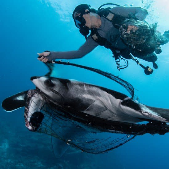 Una mantarraya enredada en una red abandonada