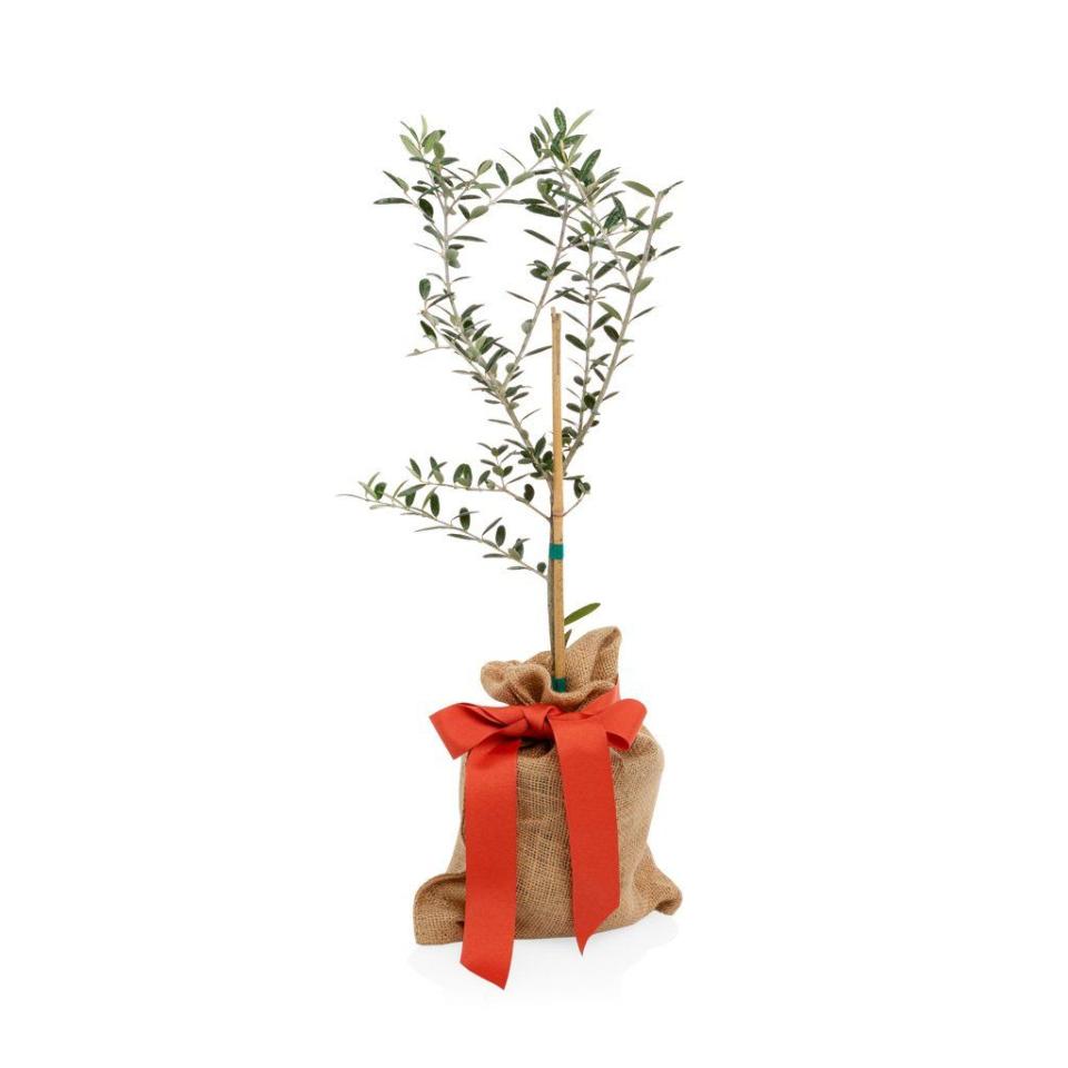 10) Mini Olive Tree