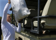 Les Ansley loads freshly collected elephant dung onto a vehicle in the Botlierskop Private Game Reserve, near Mossel Bay, South Africa, Tuesday, Oct. 24, 2019. The makers of a South African gin infused with elephant dung swear their use of the animal’s excrement is no gimmick. The creators of Indlovu Gin, Les and Paula Ansley, stumbled across the idea a year ago after learning that elephants eat a variety of fruits and flowers and yet digest less than a third of it. (AP Photo/Denis Farrell)