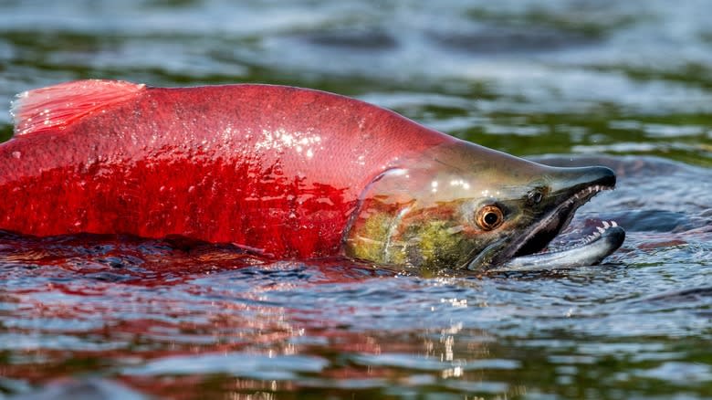 salmon swimming in blue water