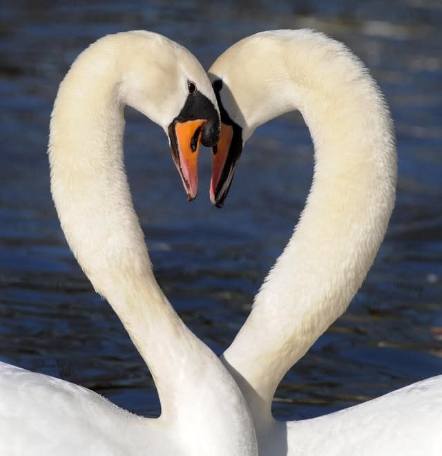 Swans