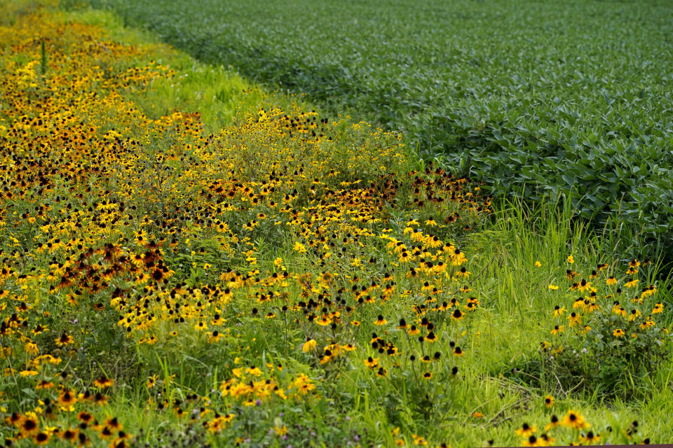 Wildflowers, left, and Soybeans are seen at Jeff O'Connor's farm, Thursday, Aug. 4, 2022, in Kankakee, Ill. A US Department of Agriculture move to change crop insurance rules to encourage farmers to grow two crops in a single year instead of one. Usually this means planting winter wheat in the fall, harvesting in May or June and then planting soybeans. The USDA is making it easier to obtain insurance, lessening the risk to farmers who make this choice.(AP Photo/Nam Y. Huh)