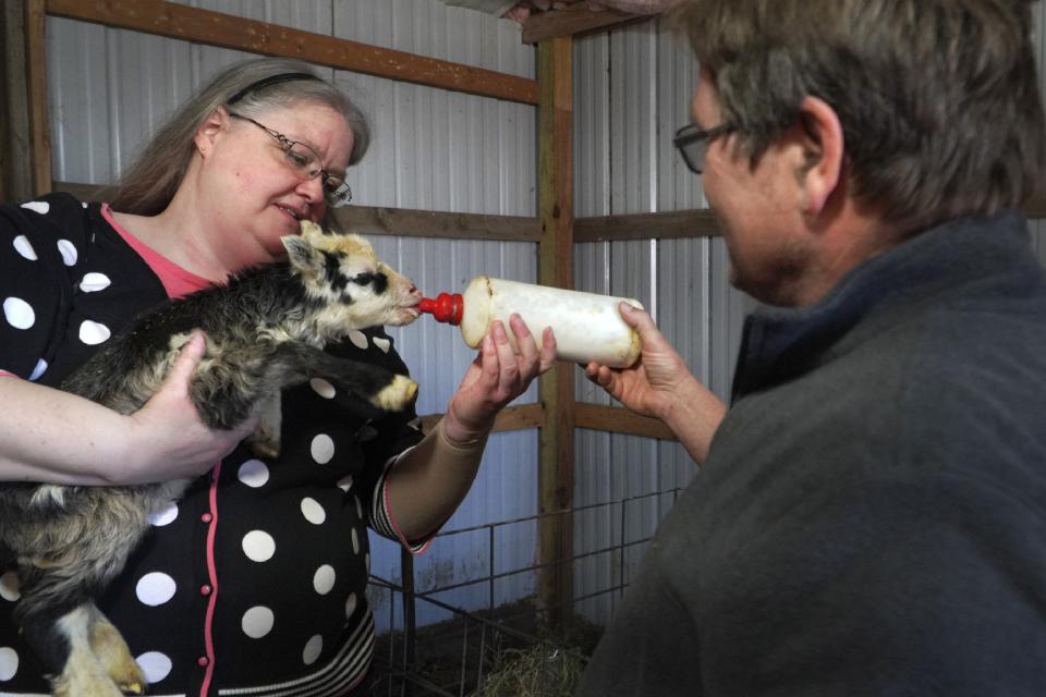 The Rev. Ann Zastrow of First Lutheran Church near Pipestone, Minn., feeds a newborn lamb with the help of sheep farmer Craig Thies, on Wednesday, May 3, 2023, in his farm outside of Pipestone. Zastrow is among the 80 rural clergy members who are taking a Minnesota online suicide prevention course in hopes of building up her confidence to remind those struggling with mental health that "God is still in the picture." (AP Photo/Jessie Wardarski)