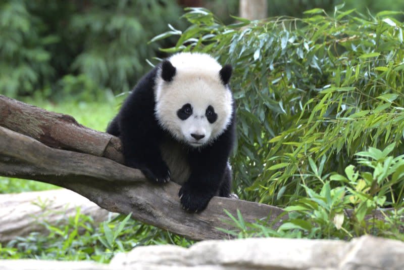 Panda cub Bao Bao is seen in its habitat on her first birthday at the National Zoo in Washington on August 23, 2014. File Photo by Kevin Dietsch/UPI