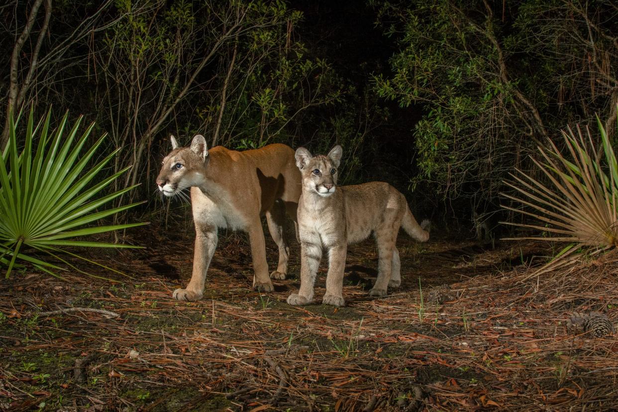 A female Florida panther known as Babs roams with one of her kittens in an image captured by a camera trap at Babcock Ranch State Preserve in Charlotte County. The image is one of many of panthers in the wild that appear in "Path of the Panther," a documentary that opens Saturday at the Polk Theatre in Lakeland.