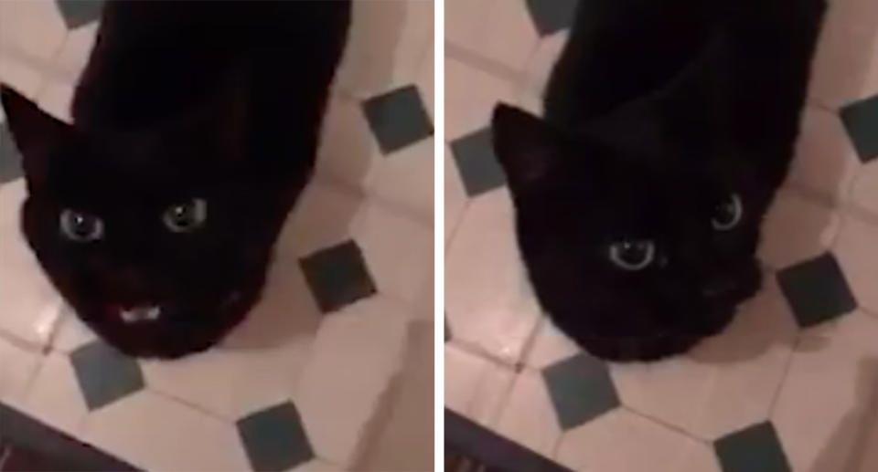 A UK man claims his cat has learned how to meow the word 