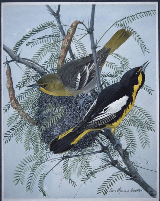 The Bullock’s oriole, shown here in a painting by by Louis Agassiz Fuertes, could be getting a new name soon.