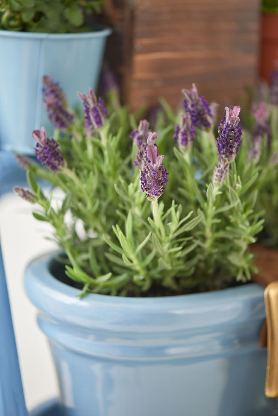 ceramic trough of lavender, edible flower,