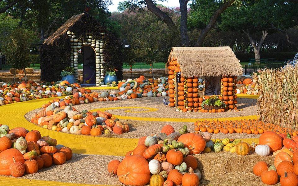 26) Tom Thumb Pumpkin Patch in Dallas, TX