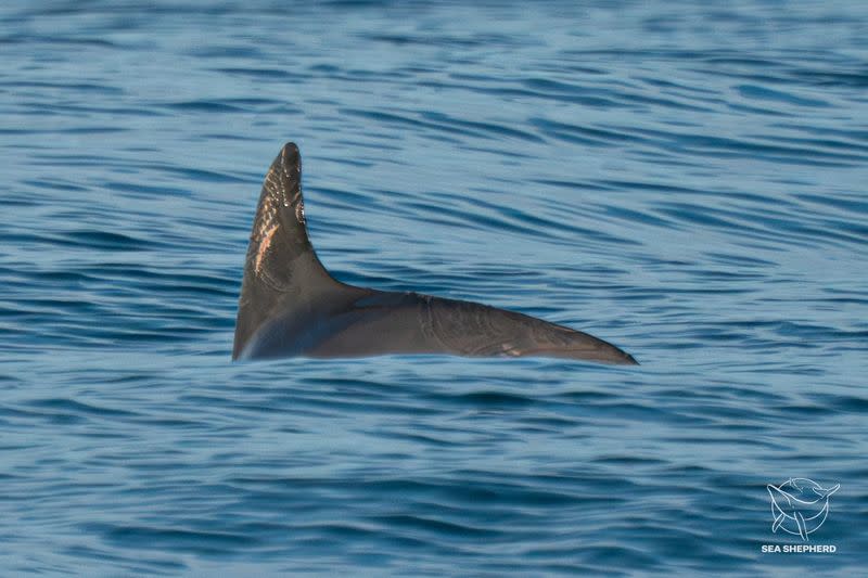 Una vaquita marina en peligro crítico de extinción es fotografiada en el mar cerca de San Felipe,