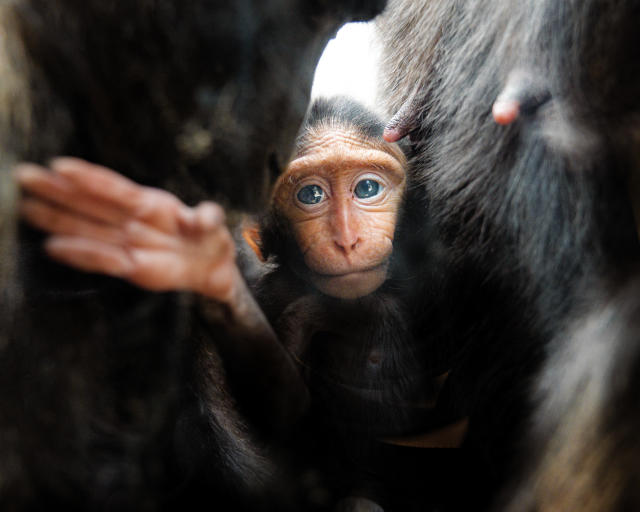 Chester Zoo celebrates the arrival of a Sulawesi crested macaque baby