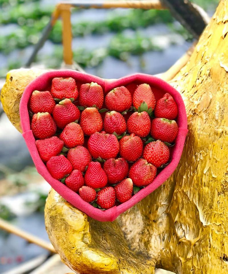 無毒納豆草莓園經過認證「無農藥殘留」，標榜有機無毒。