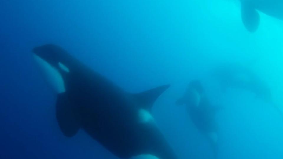 Orca swimming underwater with a large one in focus to the left, and two more blury killer whales in the background