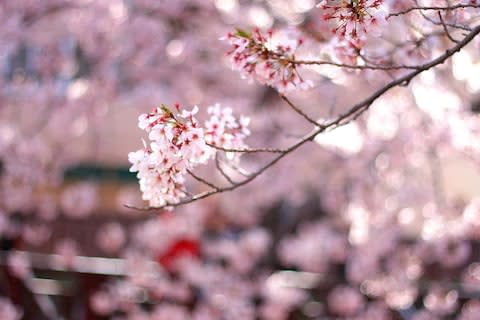 Almond blossom - Credit: GETTY