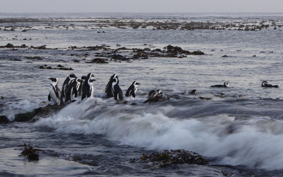 The penguin species is Africa's only penguin - Jessica Kemper