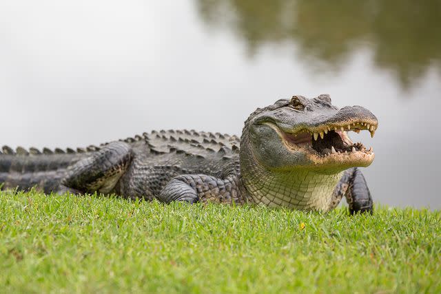 Getty Stock image of an alligator