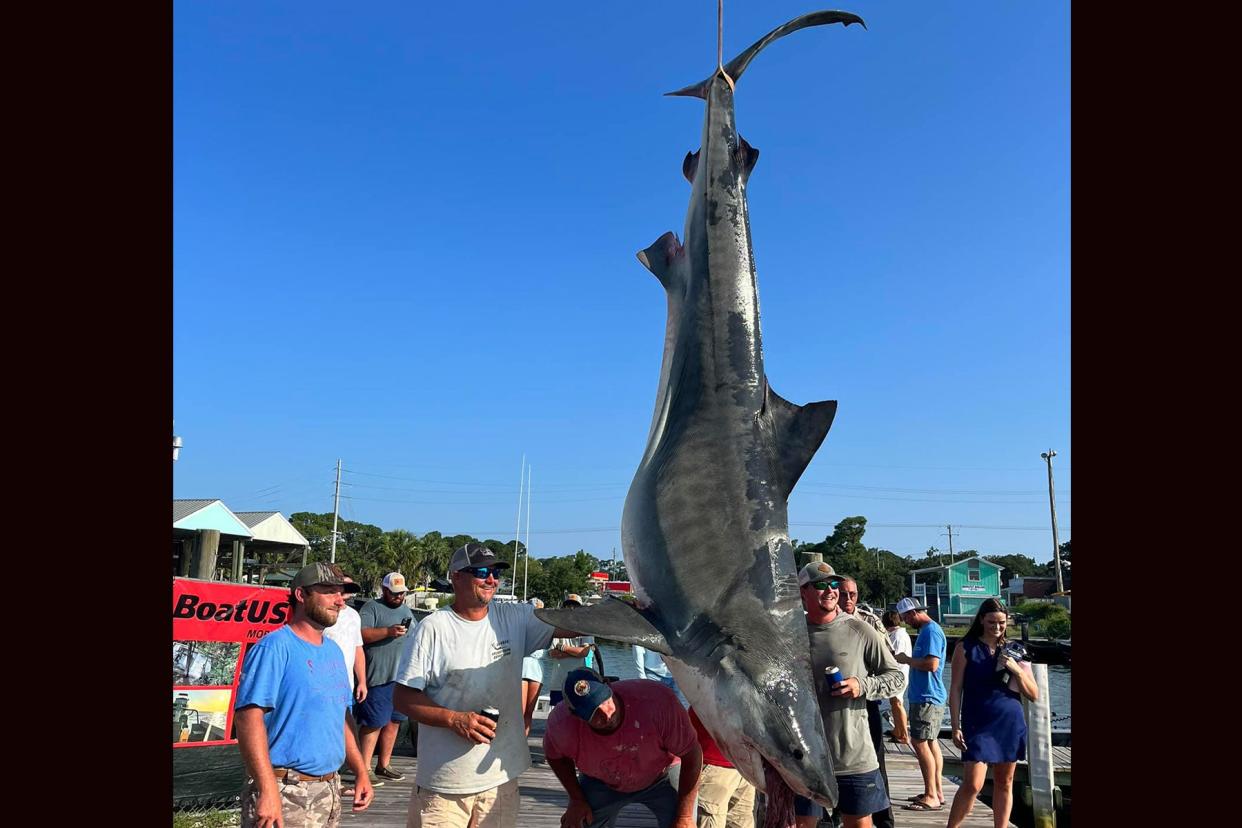 Alabama Man Lands Huge Tiger Shark Weighing More Than 1,000 Pounds photo