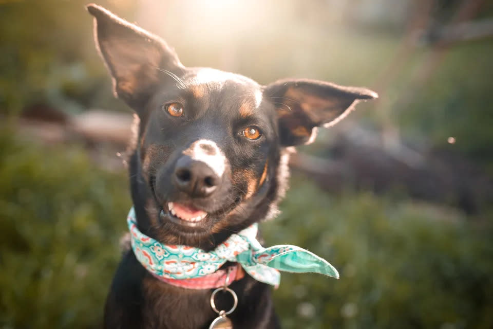 A los dueños de perros rescatados les encanta este truco para entender mejor a sus amigos peludos