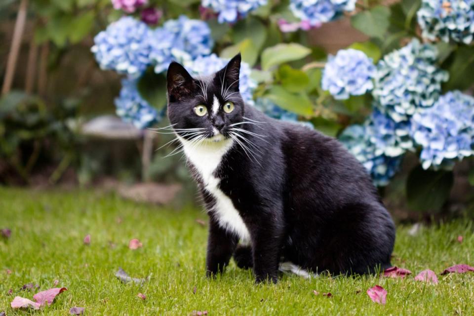 Cat outdoors with hydrangeas