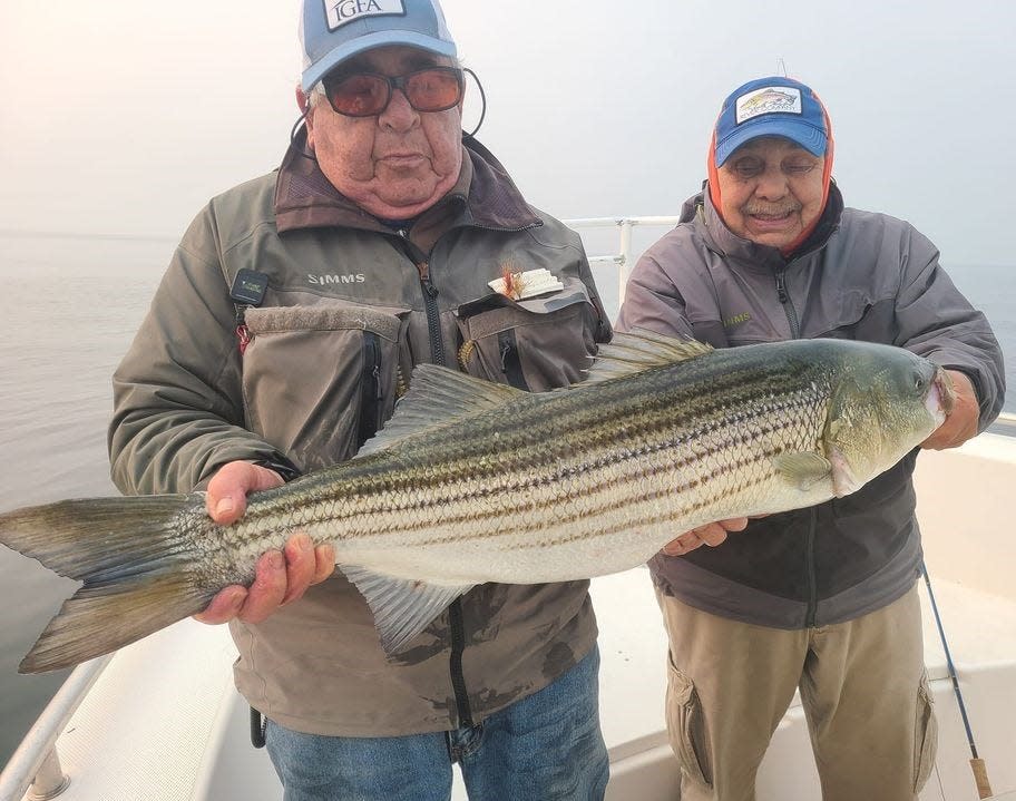 Dave Pollack and Mario Renzi caught and released multiple striped bass to 25 pounds on a charter last week.