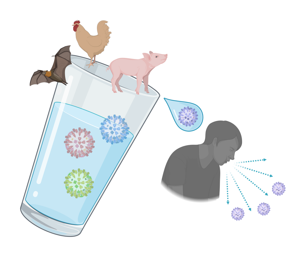 Viral spillover occurs when a virus spills out from an animal population into people. Treana Mayer/BioRender, <a href="http://creativecommons.org/licenses/by-nd/4.0/" rel="nofollow noopener" target="_blank" data-ylk="slk:CC BY-ND;elm:context_link;itc:0;sec:content-canvas" class="link ">CC BY-ND</a>