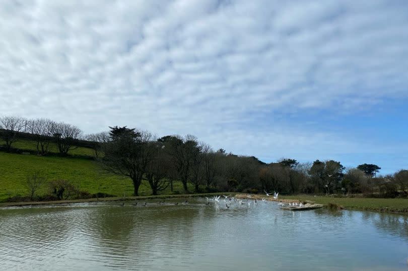 The contentious pond created by Barnes Thomas