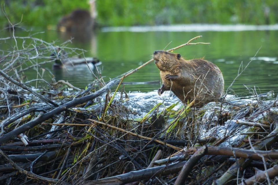 <div class="inline-image__caption"><p>Beavers help enrich waterways and fish habitats when they build dams out of native fauna. </p></div> <div class="inline-image__credit">Chase Dekker Wild-Life Images via Getty</div>