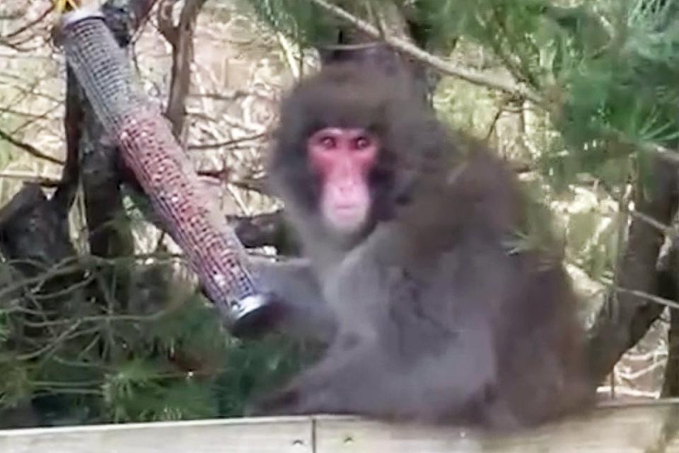 The monkey was spotted for 45 minutes on Tuesday (Carl Nagle)