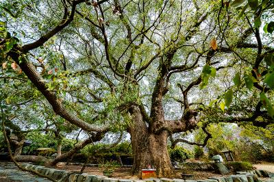南投草屯坪頂里的七股神木，據縣府調查樹齡約逾600年，其中有ㄧ枝樹幹彎下著地生根，尤為特別。(林旻萱攝)