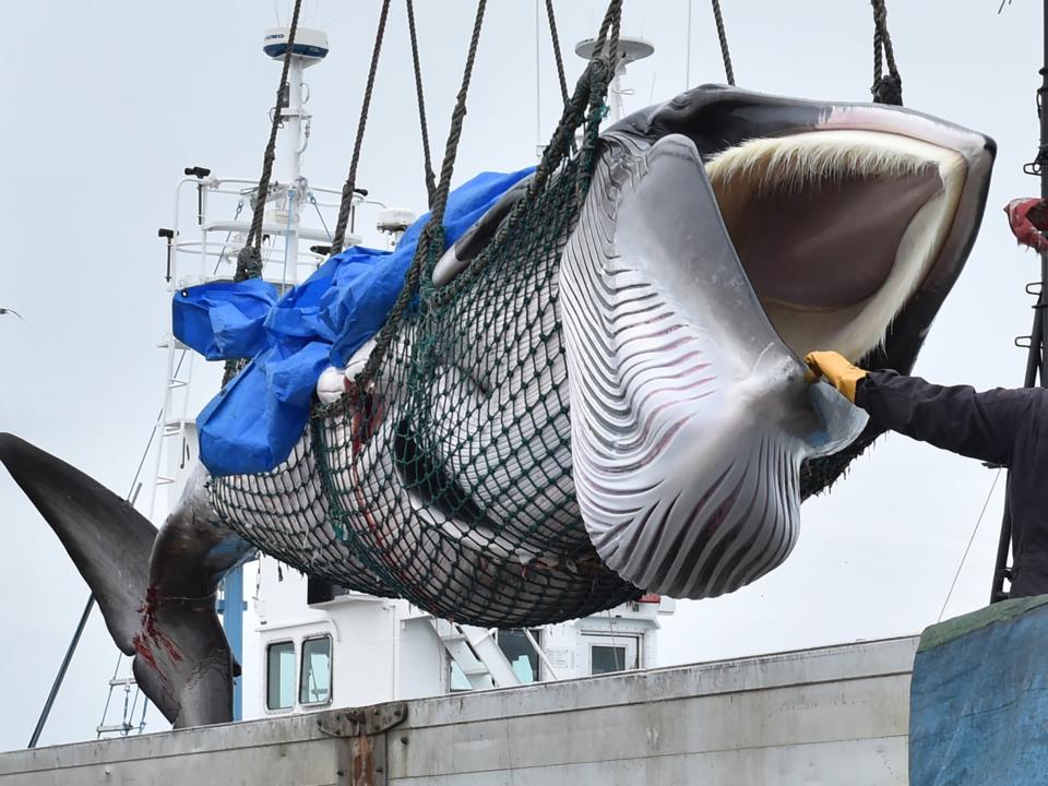 This file photo shows a captured minke whale being lifted by crane onto a boat in 2019, covered in blue tarpaulin similar Yabuki’s descriptionAFP via Getty Images