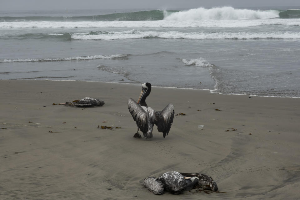 Pelícanos muertos yacen en la arena mientras otro lucha por caminar en la playa de Santa María en Lima, Perú, el martes 29 de noviembre de 2022. (AP Foto/Guadalupe Pardo)