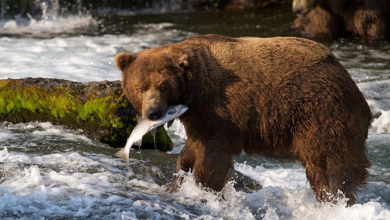 A brown bear catches a salmon at Brooks Falls in Katmai National Park in Alaska.