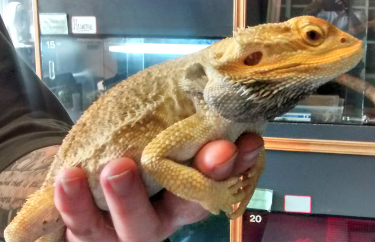 Bearded dragon abandoned during cold snap saved - BBC News