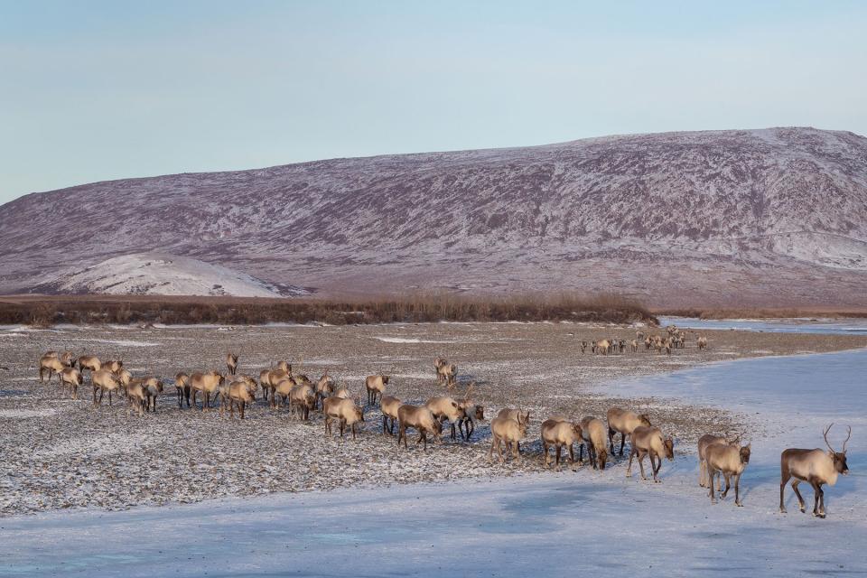 The Western Arctic Caribou Herd is one of the largest remaining herds in Alaska.