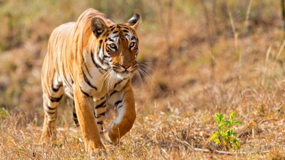 Réserve de tigres de Tadoba Andhari, Parc national de Tadoba