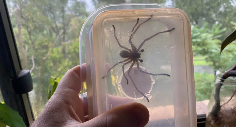 A man holds a clear container containing a spider.