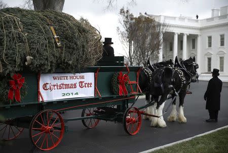 A Douglas Fir Christmas tree, from Pennsylvania, sits on a horse-drawn wagon while awaiting to travel up the main driveway at the White House in Washington November 28, 2014. REUTERS/Gary Cameron