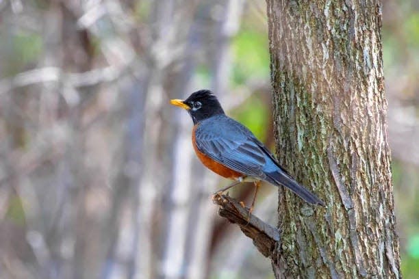 The American robin is Wisconsin's state bird.