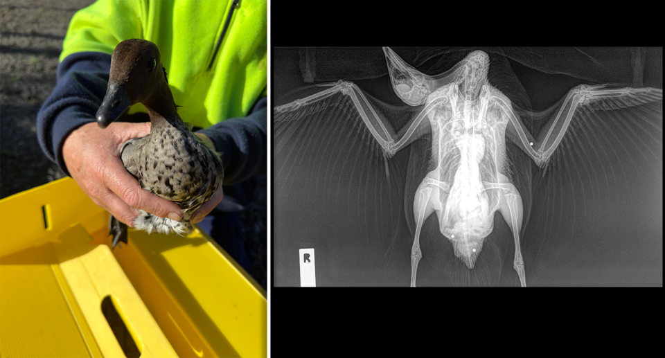 Left - the wounded wood duck being held in a man's hands. Right - an X-ray of the wood duck. The pellets can be seen.