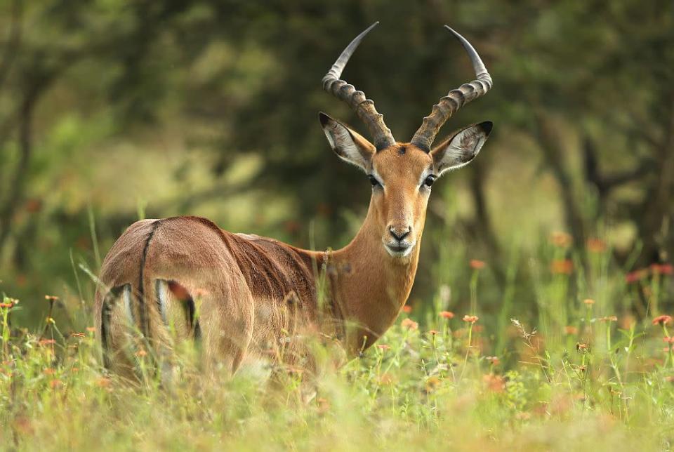 An impala poses for a photograph in Kruger National Park in Skukuza, South Africa.