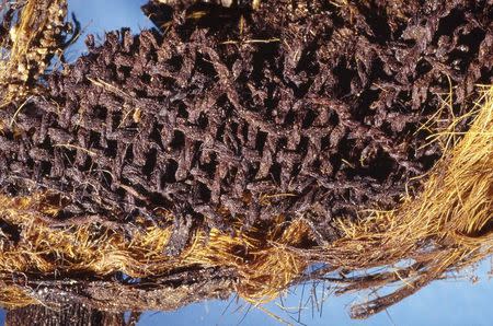 Funerary textile with outer wrapping of animal skin dated from the late Neolithic/Badarian period in Mostagedda are is shown in this undated handout photo provided by the University of York on August 13, 2014. REUTERS/Ron Oldfield and Jana Jones/University of York/Bolton Museum/Handout via Reuters