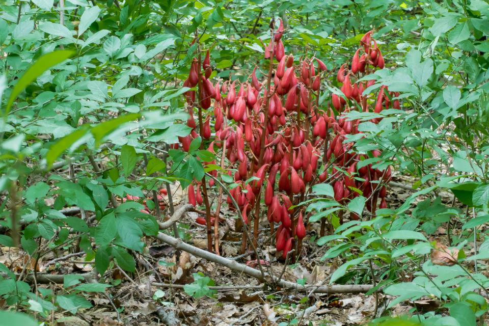 A Longwood Gardens employee stumbled upon this unique Japanese orchid, Cyrtosia septentrionalis, growing in the woods in an off-limit area this summer.