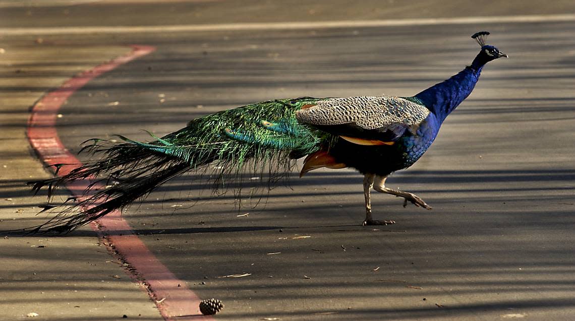A peacock s struts across the street at the Auburn Creek Apartment complex in Lincoln on Dec. 18, 2003. The birds can be spotted on rooftops, in oak trees and on people’s balconies.