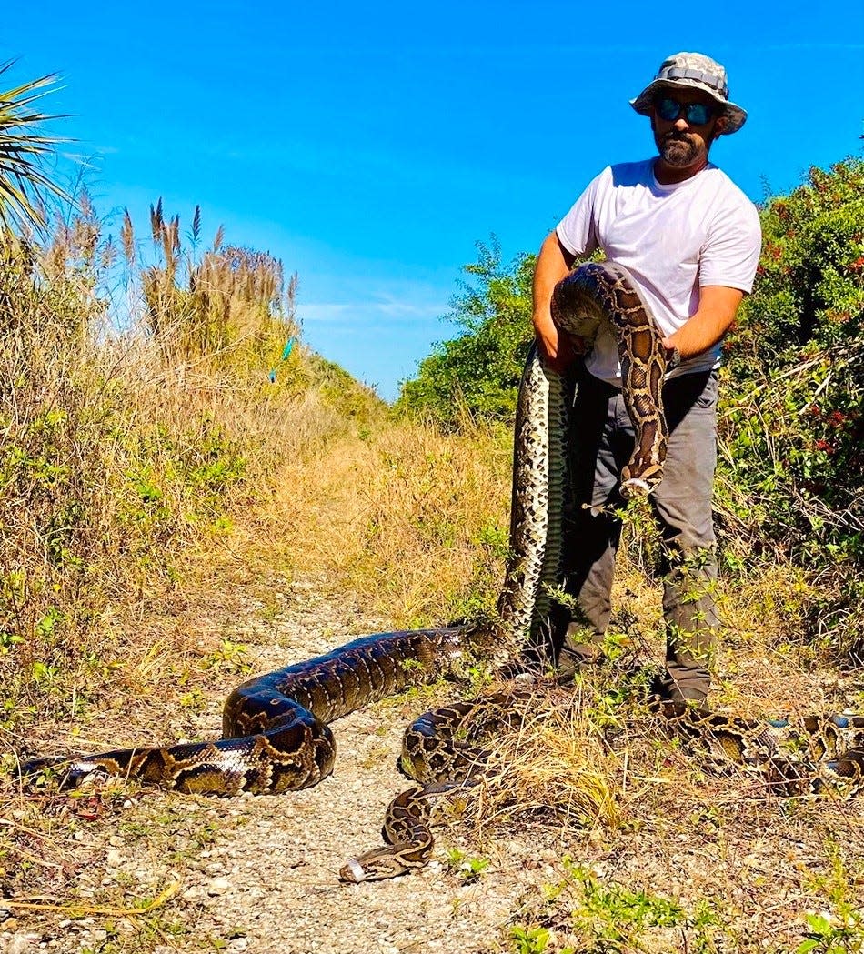 Conservancy Science Project Manager Ian Bartoszek with the Conservancy of Southwest Florida holds a 16-foot female Burmese python while one of the group's "scout" snakes lays at his feet in the Picayune Strand State Forest.