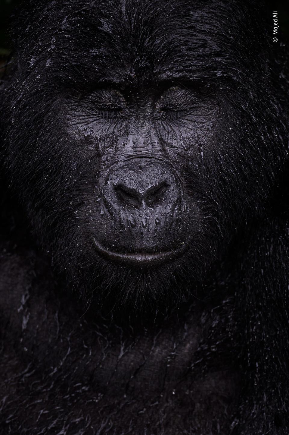 mountain gorilla face with eyes closed in the rain