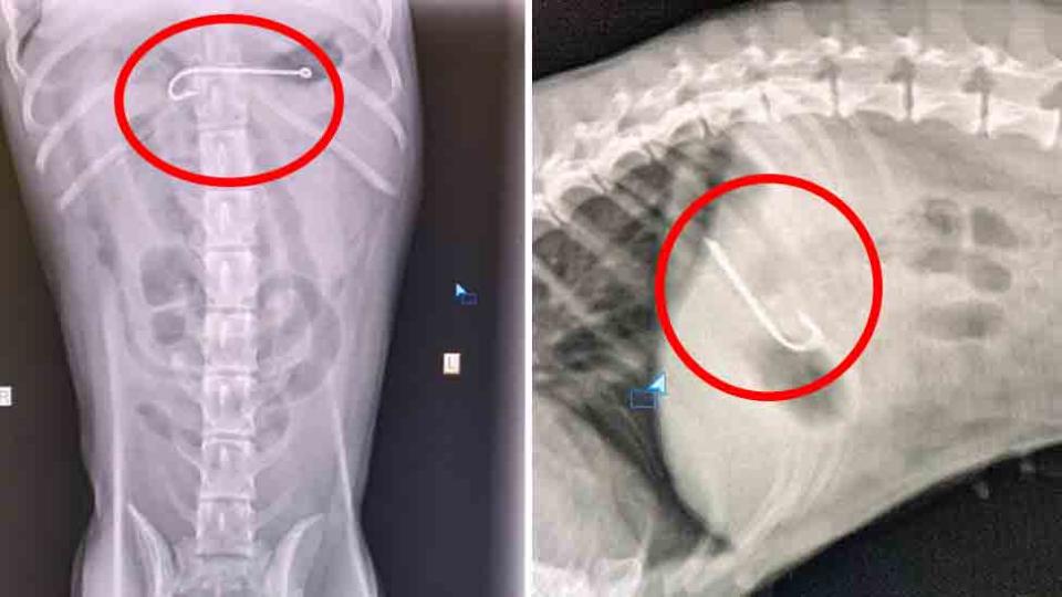 The 4cm hook was lodged in Tilla’s stomach lining. Images: Facebook/Albion Vet Surgery